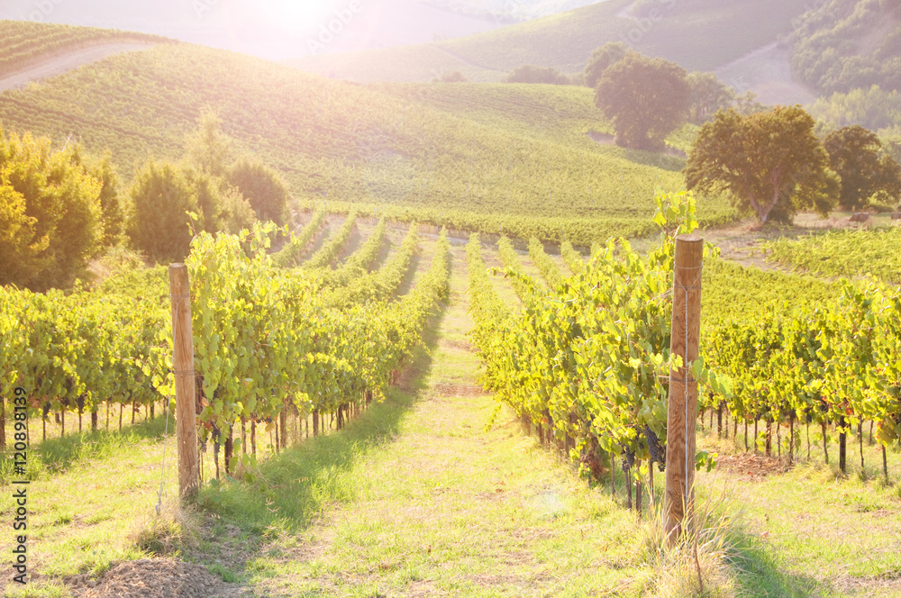 Vineyard among Hills on sunset