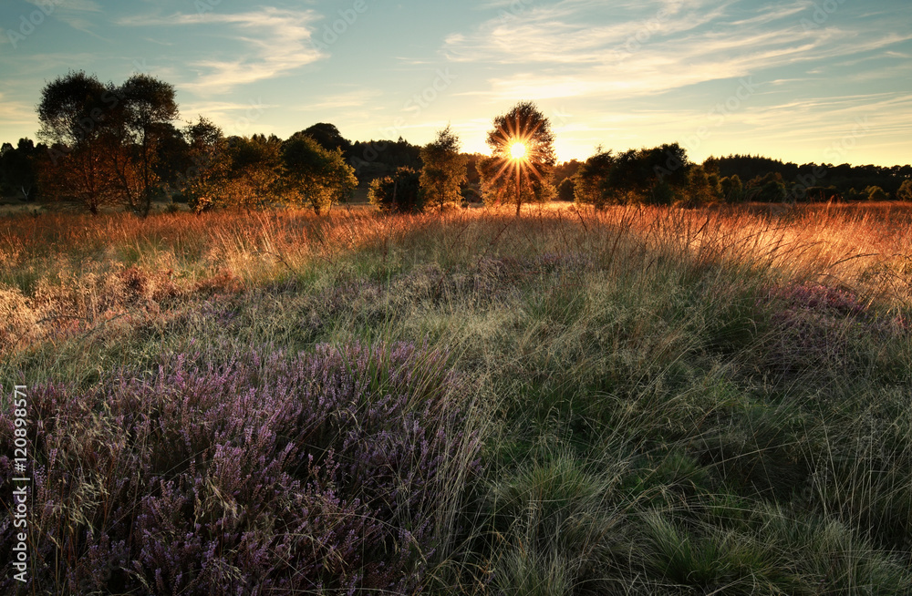 Fototapeta premium sunshine over marsh with flowering heather