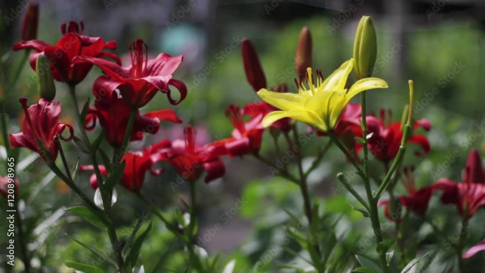 Yellow and red, pink and orange Asiatic lilies flowers on a suburban area. Yellow and red, pink and orange Asiatic lilies flowers on a suburban area.