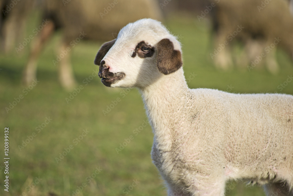 Obraz premium Cute lamb in summer14