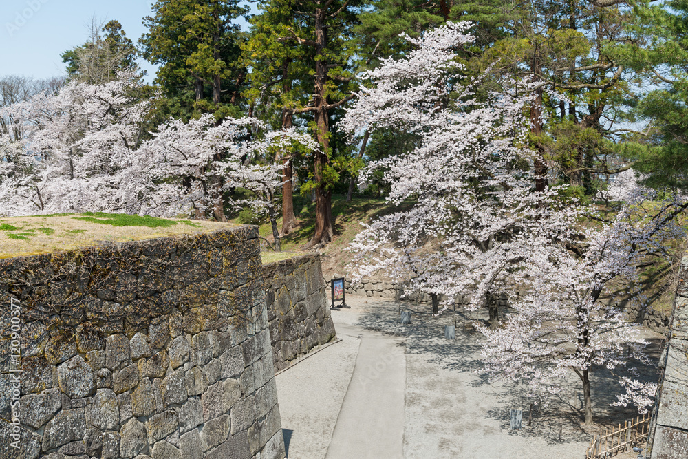 Obraz premium The cherry-blossom trees in Tsuruga castle park (Aizuwakamatsu castle park), Fukushima, Japan. This park is selected in Japan's Top 100 Cherry-blossom spots by the Japan Cherry-blossom Association.