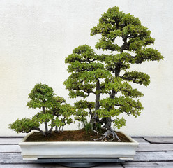 Acrylglasbilder Bonsai Penjing-Landschaft mit Miniaturbäumen  © 3000ad