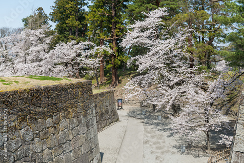 The cherry-blossom trees in Tsuruga castle park (Aizuwakamatsu castle park), Fukushima, Japan. This park is selected in Japan's Top 100 Cherry-blossom spots by the Japan Cherry-blossom Association.