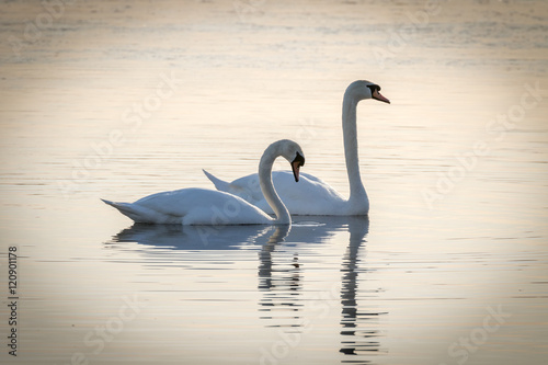 Pair of swans