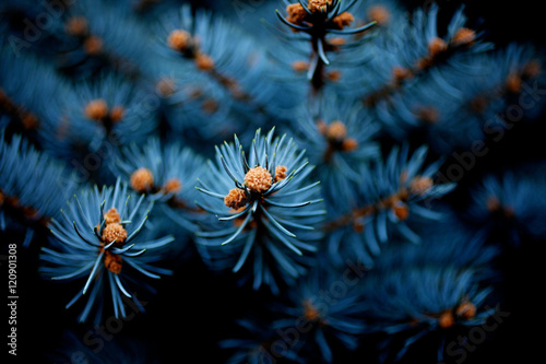 Branches of blue picea pungens 'Glauca Globosa' close up. photo