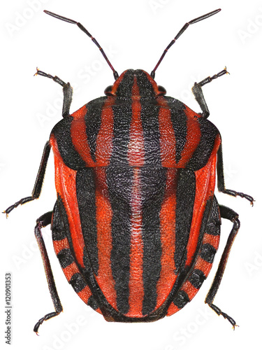 Italian Striped-Bug on white Background  -  Graphosoma italicum (Mller, 1766) photo