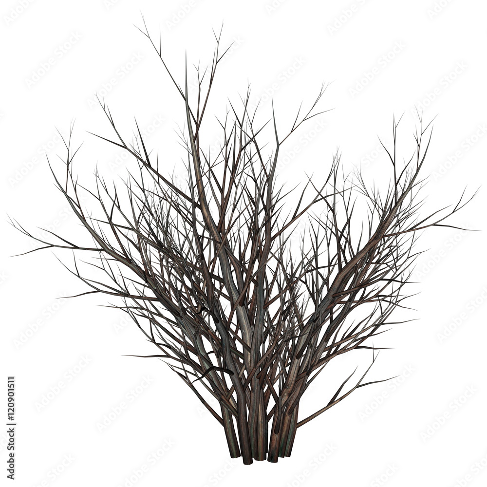 Obraz premium Dead tree bush by night - 3D render