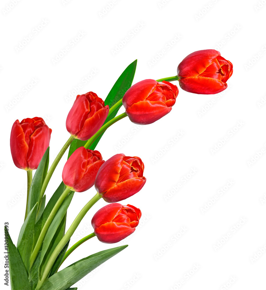 spring flowers tulips isolated on white background.
