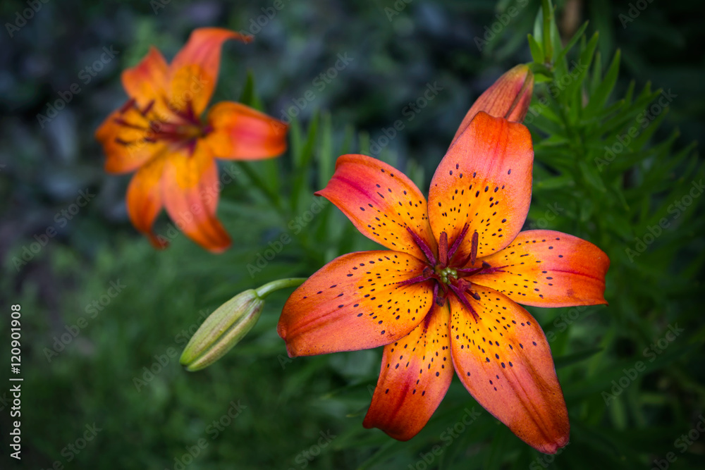Orange lillies Orange lillies