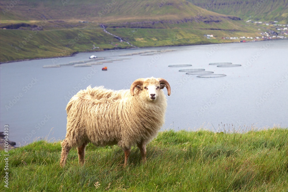 Obraz premium Wildlife in the north Atlantic 