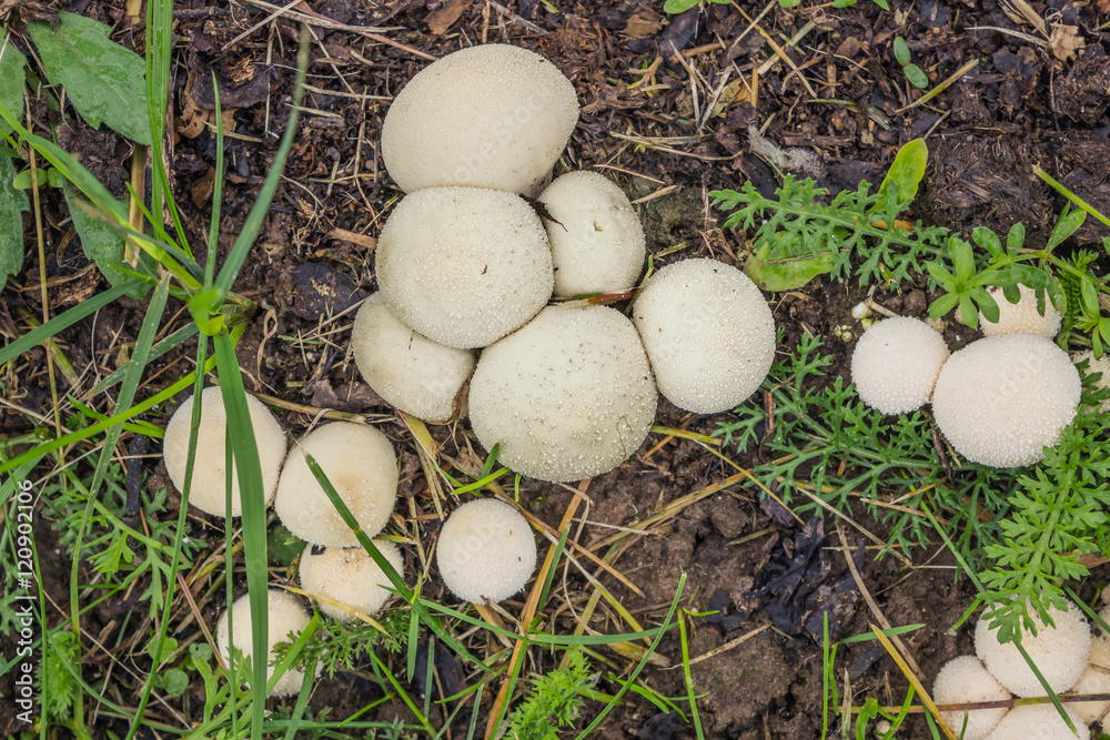 Fungus-slicker grows on wet soil Fungus-slicker grows on wet soil
