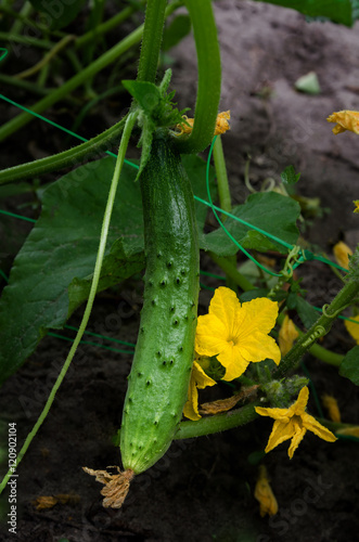 green cucumber with a flower