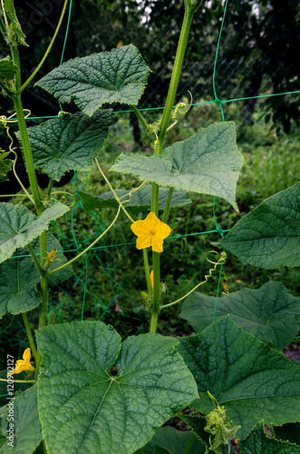 green cucumber with a flower