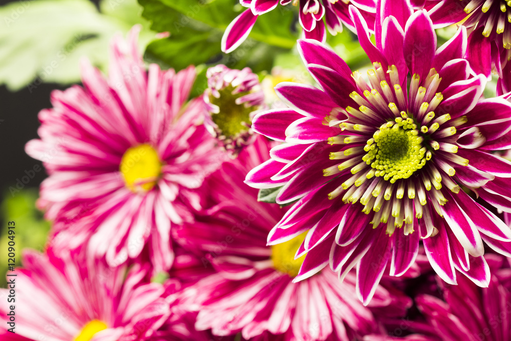  Chrysanthemum flower with details and reflexions 