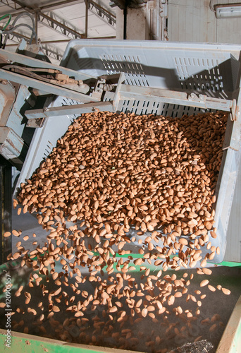 A bin forklift pouring down almonds in a big metal funnel before the industrial working process