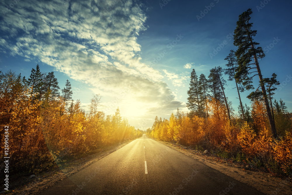 road in north forest in autumn time