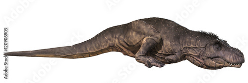3D rendering of Tyrannosaurus Rex sleeping, isolated on white background. © Herschel Hoffmeyer