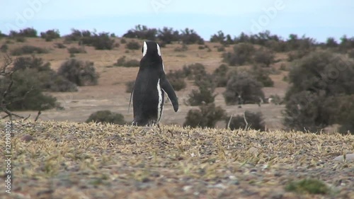 Penguin walking photo