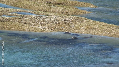 Sealions near the beach photo