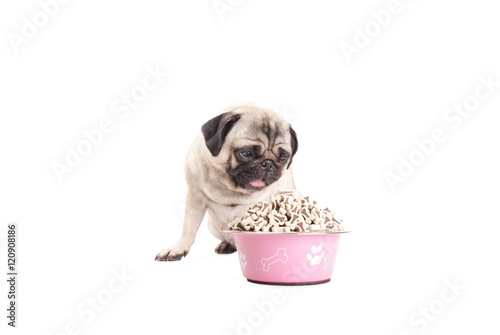 cute pug dog puppy eating dog food out of pink bowl, isolated in white background © monicaclick