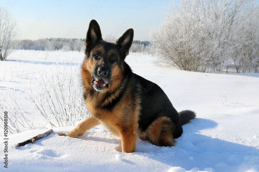 German shepherd dog on snow in winter day German shepherd dog on snow in winter day