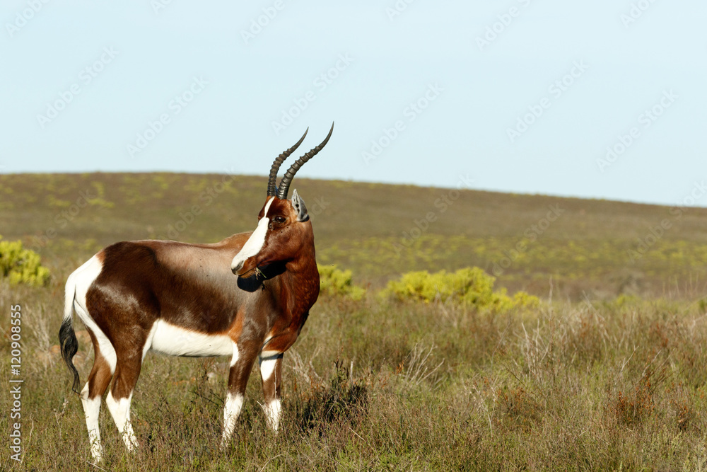 Just eating Grass The Bontebok Just eating Grass The Bontebok