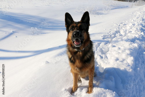 German shepherd dog on snow in winter day © keleny