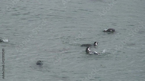 Penguins swimming together photo
