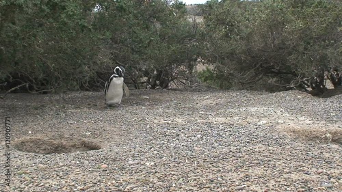 Penguin walking by photo
