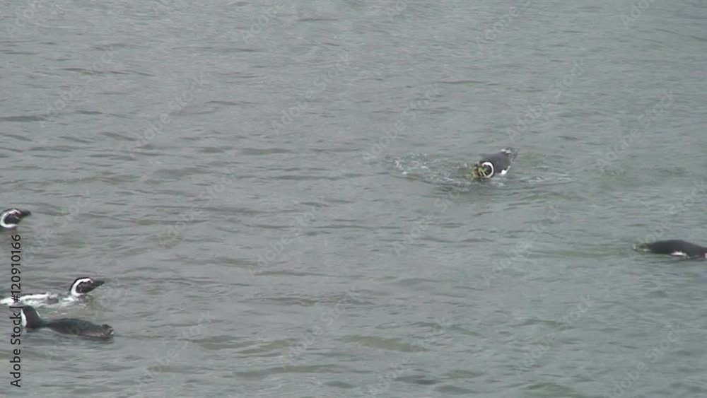 Penguins swimming together Penguins swimming together