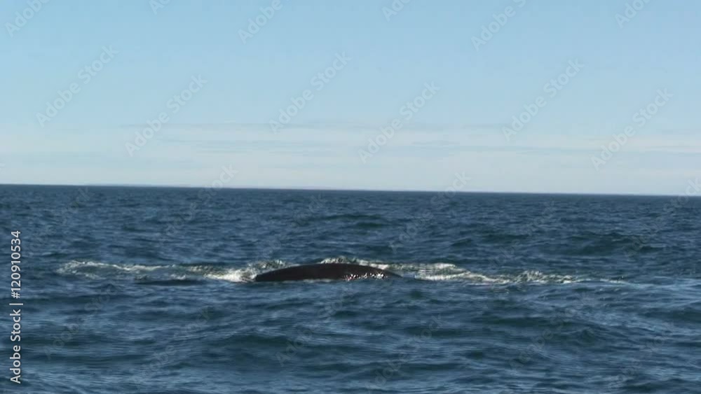 Whale passing by Whale passing by