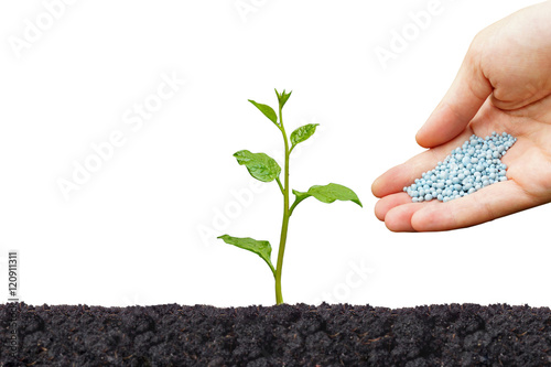 Hand giving fertilizers to a young green plant growing on black soil isolated