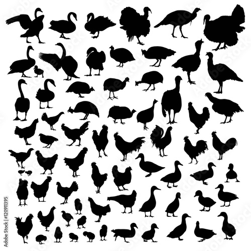 Poultry animal silhouettes, art vector design