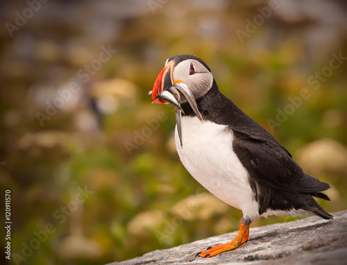 Atlantic Puffin perched on rock with mouthful of fish © scalder