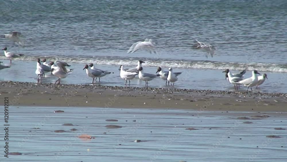Gulls on a beach in Puerto Madryn,Argentina Gulls on a beach in Puerto Madryn,Argentina