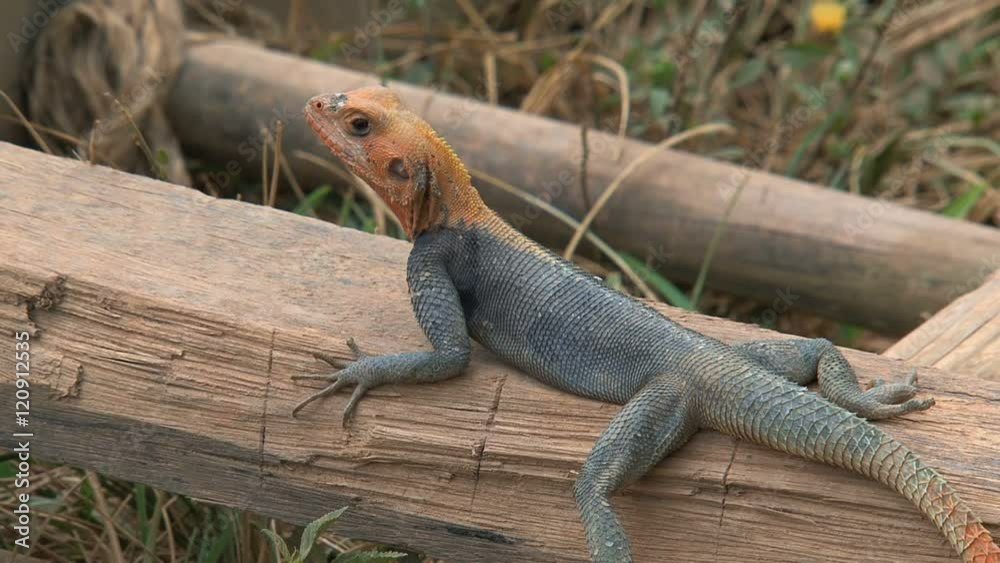 Orange-headed lizard inCape coast, Ghana Orange-headed lizard inCape coast, Ghana