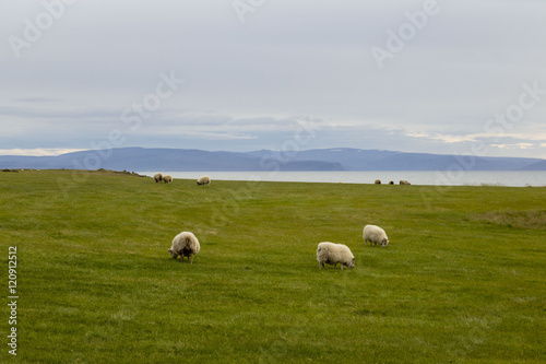 Sheep on Icelandic meadows