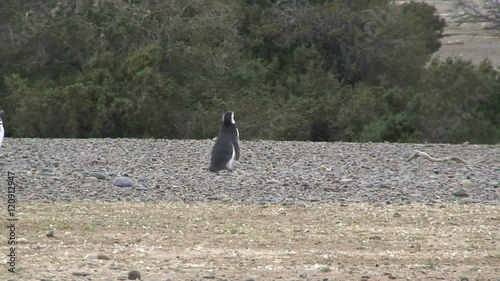 Two walking penguins photo