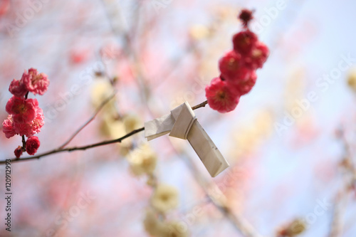 ウメとおみくじ