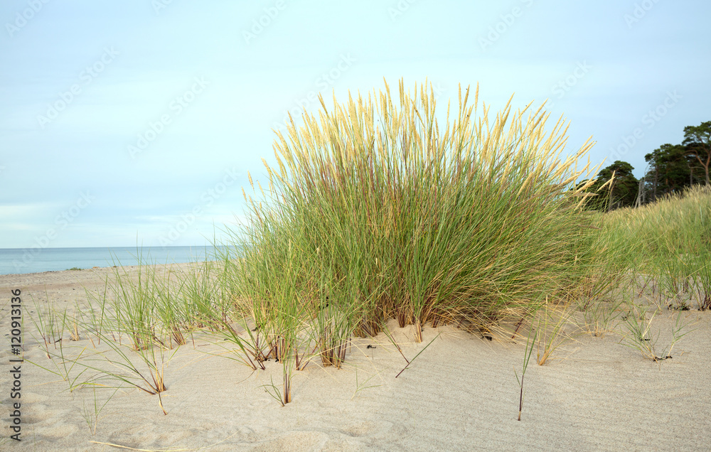 European marram grass, Ammophila arenaria growing in sand on a beach, ocean in the background