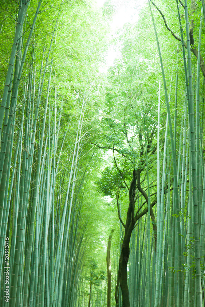 Fototapeta premium 嵯峨野の竹林 