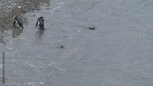 Penguins walking out the water photo