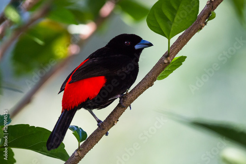 Scarlet rumped tanager or Passerini's Tanager photo