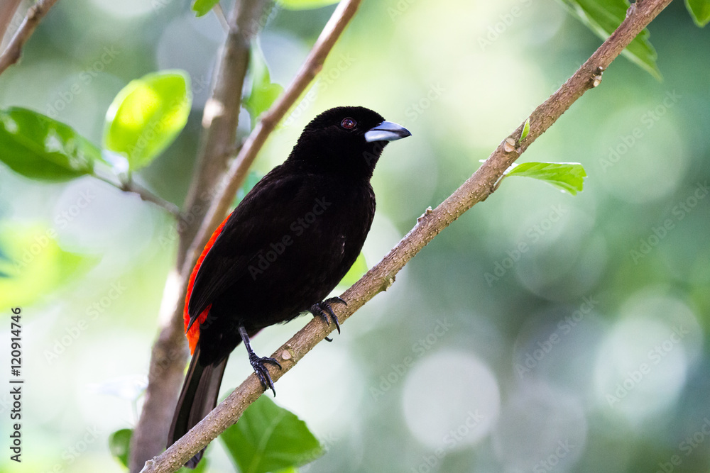 Scarlet rumped tanager or Passerini's Tanager Scarlet rumped tanager or Passerini's Tanager