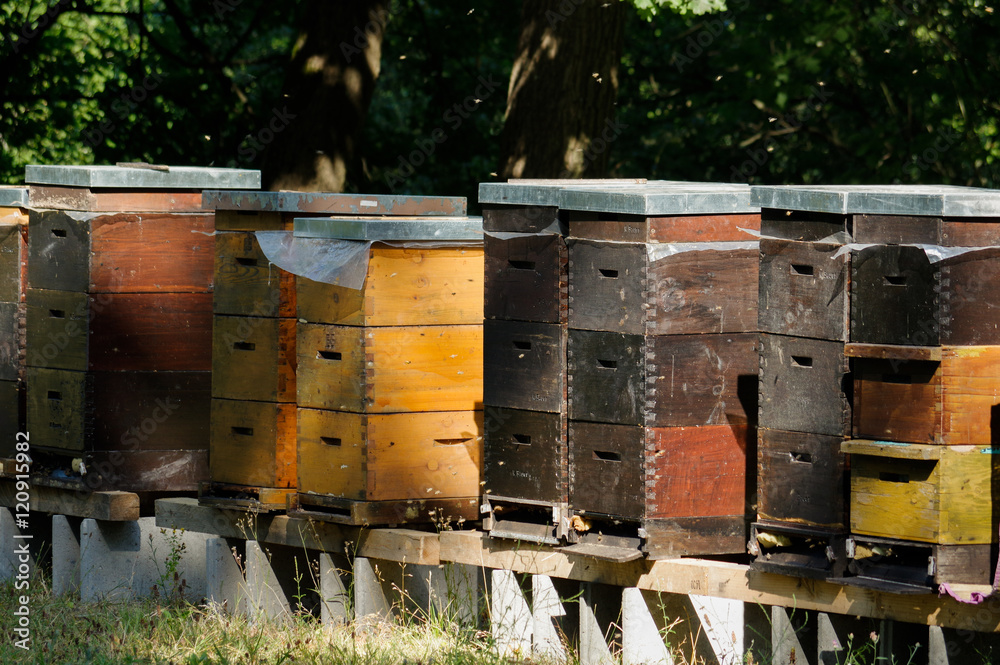 Row of wooden beehives with trees in the background