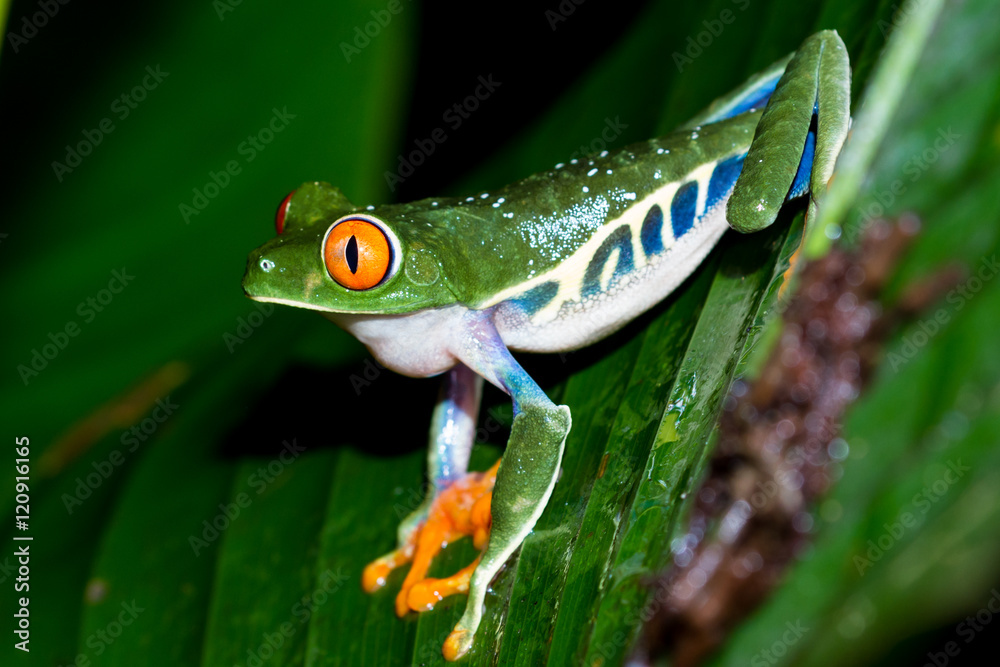 Fototapeta premium Red-Eyed Tree Frog - Agalychnis callidryas
