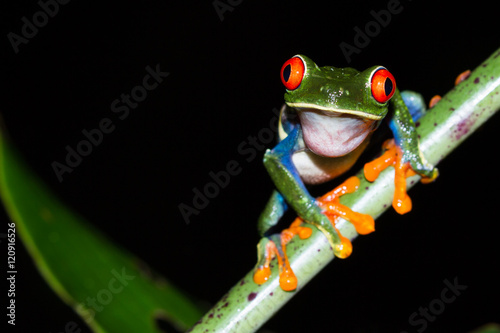 Red-Eyed Tree Frog - Agalychnis callidryas