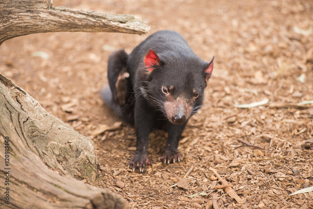 Tasmanian Devil in Hobart, Tasmania Tasmanian Devil in Hobart, Tasmania