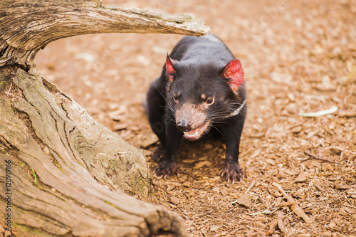 Tasmanian Devil in Hobart, Tasmania © Rob D
