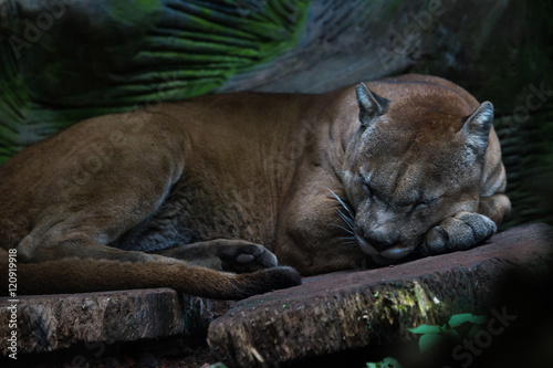Fotótapéta Cougar or mountain lion - puma concolor